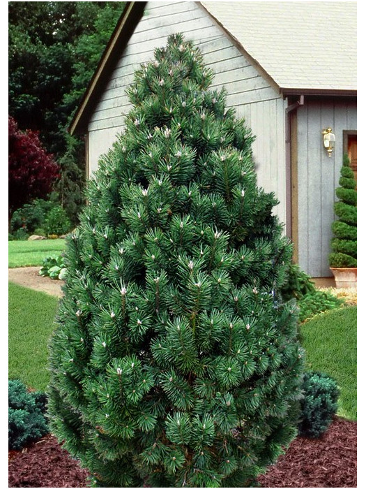 Pušis kalninė (Lot Pinus mugo) 'Columnaris' C30 60-80 CM-PUŠYS-SPYGLIUOČIAI