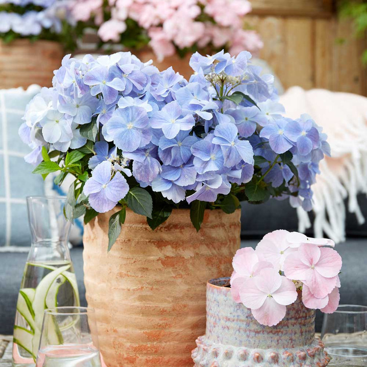 Hortenzija didžialapė (Lot Hydrangea m.) 'French Bolero Blue' C4/P21
