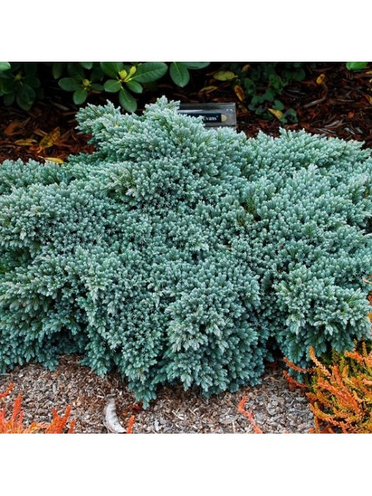 Kadagys Žvynuotasis (Lot Juniperus Squamata) BLUE STAR C7.5-KADAGIAI-SPYGLIUOČIAI