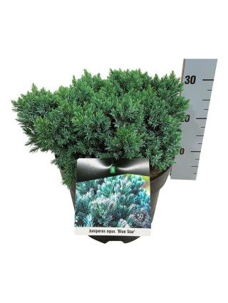 Kadagys Žvynuotasis (Lot Juniperus Squamata) BLUE STAR C7.5-KADAGIAI-SPYGLIUOČIAI