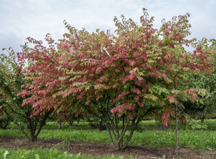 Ožekšnis sparnuotasis (Lot Euonymus alatus) 'Chicago Fire' C5/P23 40-50 CM | OŽEKŠNIAI | KRŪMAI