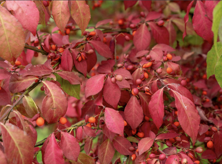 Ožekšnis sparnuotasis (Lot Euonymus alatus) 'Chicago Fire' C5/P23 40-50 CM | OŽEKŠNIAI | KRŪMAI
