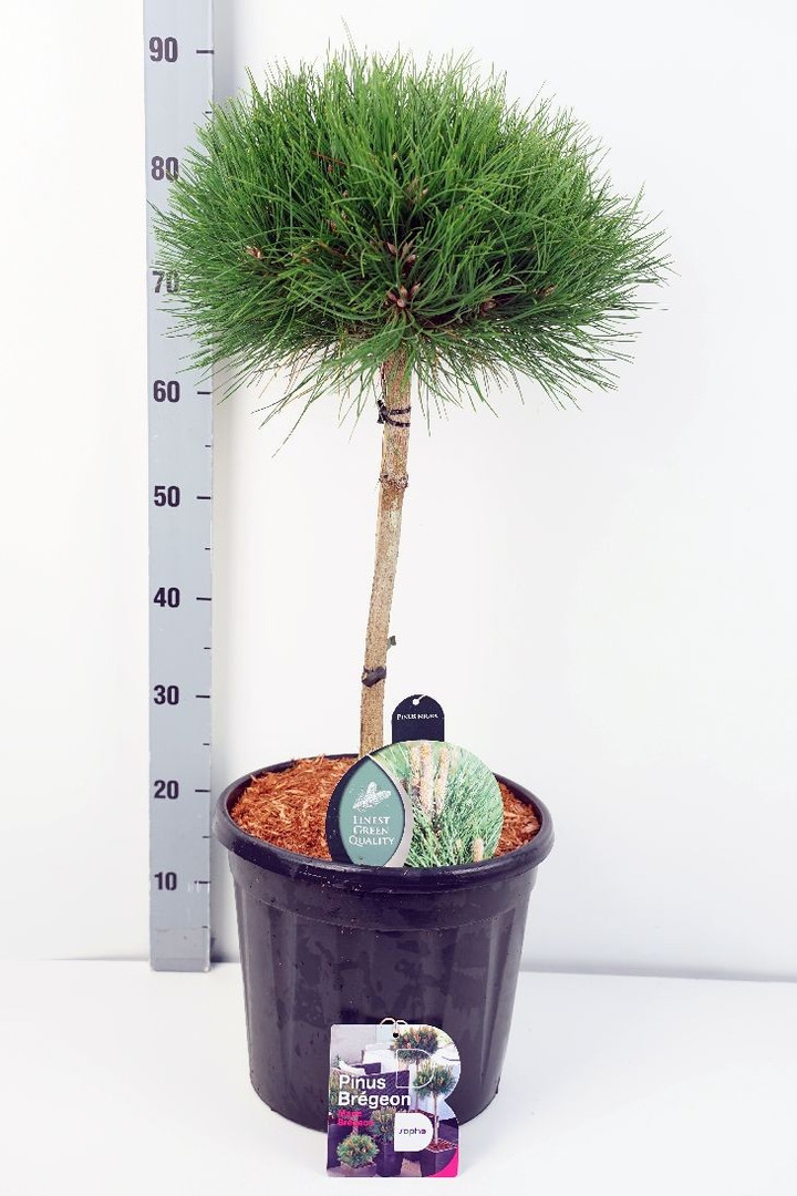 Pušis Juodoji (Lot Pinus) 'Marie Bregeon' C13 STIEBAS 40 CM