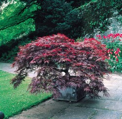 Klevas plaštakinis (Lot Acer pal.) 'Garnet' C5/P23 50-60 CM - nuotrauka 2