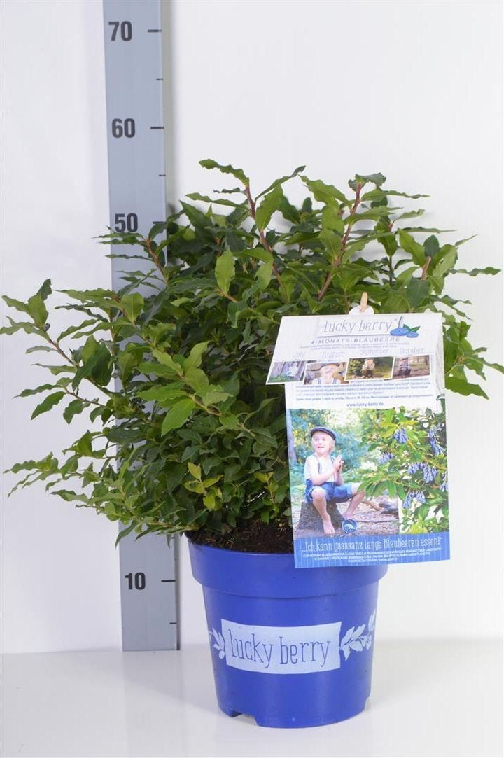 Šilauogė (Lot Vaccinium) 'Lucky Berry' C6/P25 40-50 CM-ŠILAUOGĖS-VAISMEDŽIAI - VAISKRŪMIAI