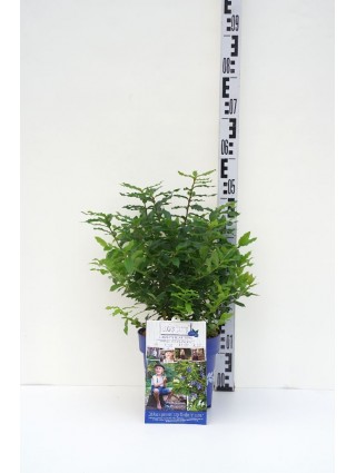Šilauogė (Lot Vaccinium) 'Lucky Berry' C6/P25 40-50 CM-ŠILAUOGĖS-VAISMEDŽIAI - VAISKRŪMIAI