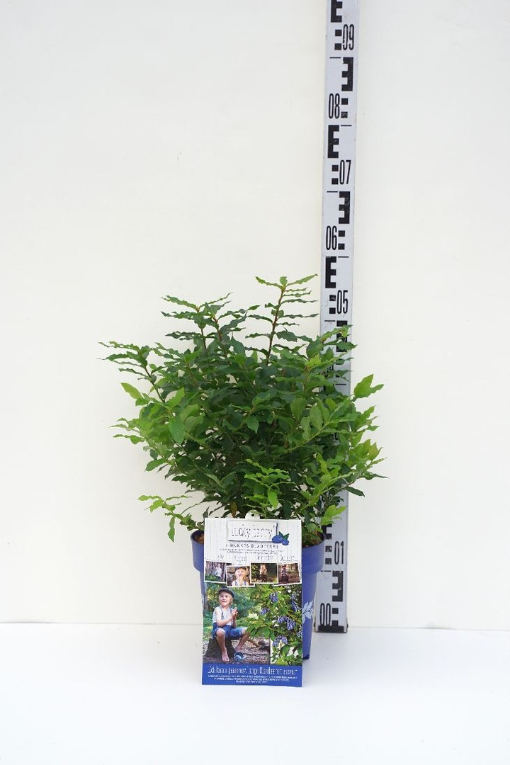 Šilauogė (Lot Vaccinium) 'Lucky Berry' C6/P25 40-50 CM-ŠILAUOGĖS-VAISMEDŽIAI - VAISKRŪMIAI