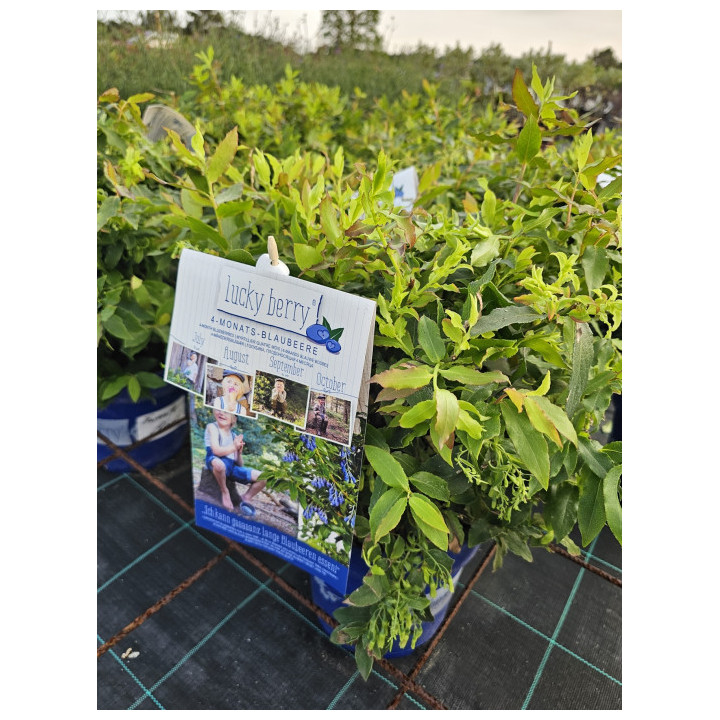 Šilauogė (Lot Vaccinium) 'Lucky Berry' C6/P25 40-50 CM | ŠILAUOGĖS | VAISMEDŽIAI - VAISKRŪMIAI