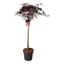 Klevas plaštakinis (Lot Acer pal.) 'Garnet' C15 STIEBAS 100 CM