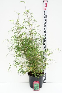 Bambukaitis angustissima (Lot Fargesia angustissima) C5/P23 50-70 CM | PELĖVIRKŠTIS | VIJOKLINIAI