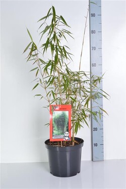 Bambukaitis robusta (Lot Fargesia robusta) 'Campbell' C5/P23 80-100 CM | BAMBUKAI | SMILGOS - VARPINIAI AUGALAI