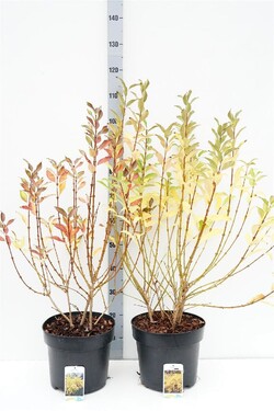 Forsitija tarpinė (Lot Forsythia intermedia)  C10 100-125 CM