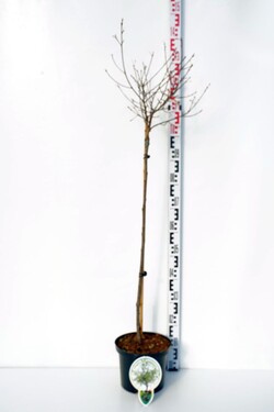 Šaltekšnis paprastasis (Lot Frangula a.) 'Aspleniifolia' C5/P23 KOTAS 80 CM 2YR | FREZIJOS | SVOGŪNINĖS GĖLĖS