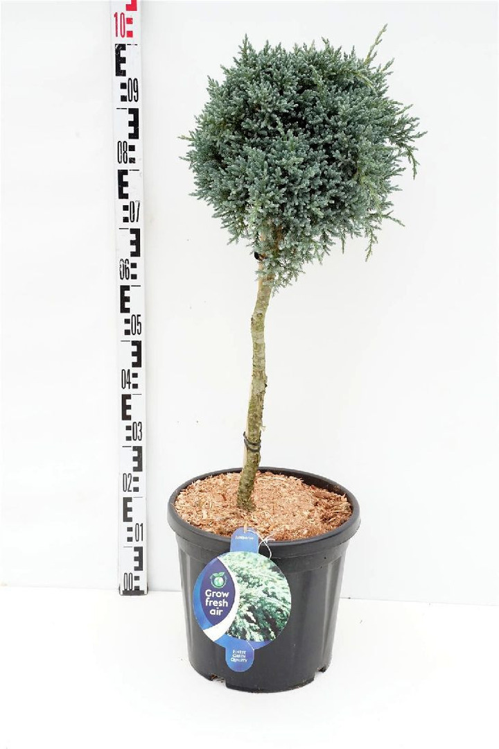Kadagys žvynuotasis (Lot Juniperus squa.) 'Tropical Blue' C18 KOTAS 60 CM | KADAGIAI | SPYGLIUOČIAI