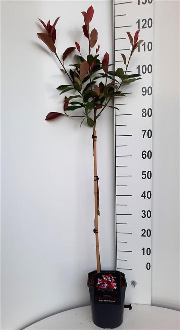 Fotinija (Lot Photinia fraseri) 'Robusta Compacta' C5/P23 STIEBAS 80 CM