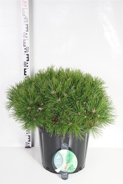 Pušis gausiažiedė (Lot Pinus dens.) 'Low Glow' C25 50-60 CM | PUŠYS | SPYGLIUOČIAI