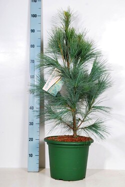 Pušis veimutinė (Lot Pinus strobus) 'Densa Hill' C10 60-80 CM | PUŠYS | SPYGLIUOČIAI
