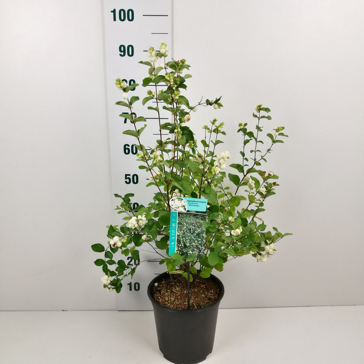 Meškytė (Lot Symphoricarpos d.) 'White Hedge' C6,5/P24 60-80 CM