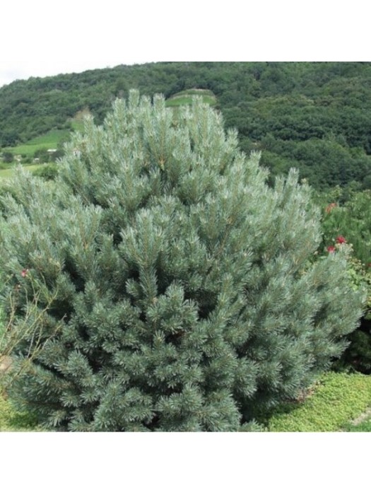 Pušis Paprastoji (Pinus Sylvestris) 'WATERERI' C32-PUŠYS-SPYGLIUOČIAI