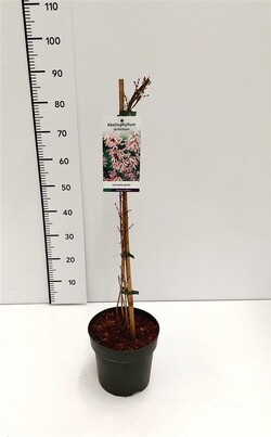 Forsitija baltoji (Lot Abeliophyllum distichum)  C5/P23 60-80 CM