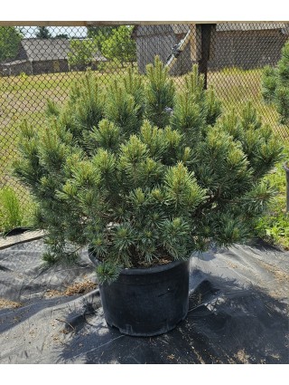 Pušis Paprastoji (Pinus Sylvestris) 'WATERERI' C32-PUŠYS-SPYGLIUOČIAI