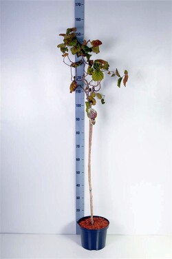 Paprastasis lazdynas (Lot Corylus a.) 'Red Majestic' C5/P23 KOTAS 80 CM 2YR | LAZDYNAI | MEDŽIAI