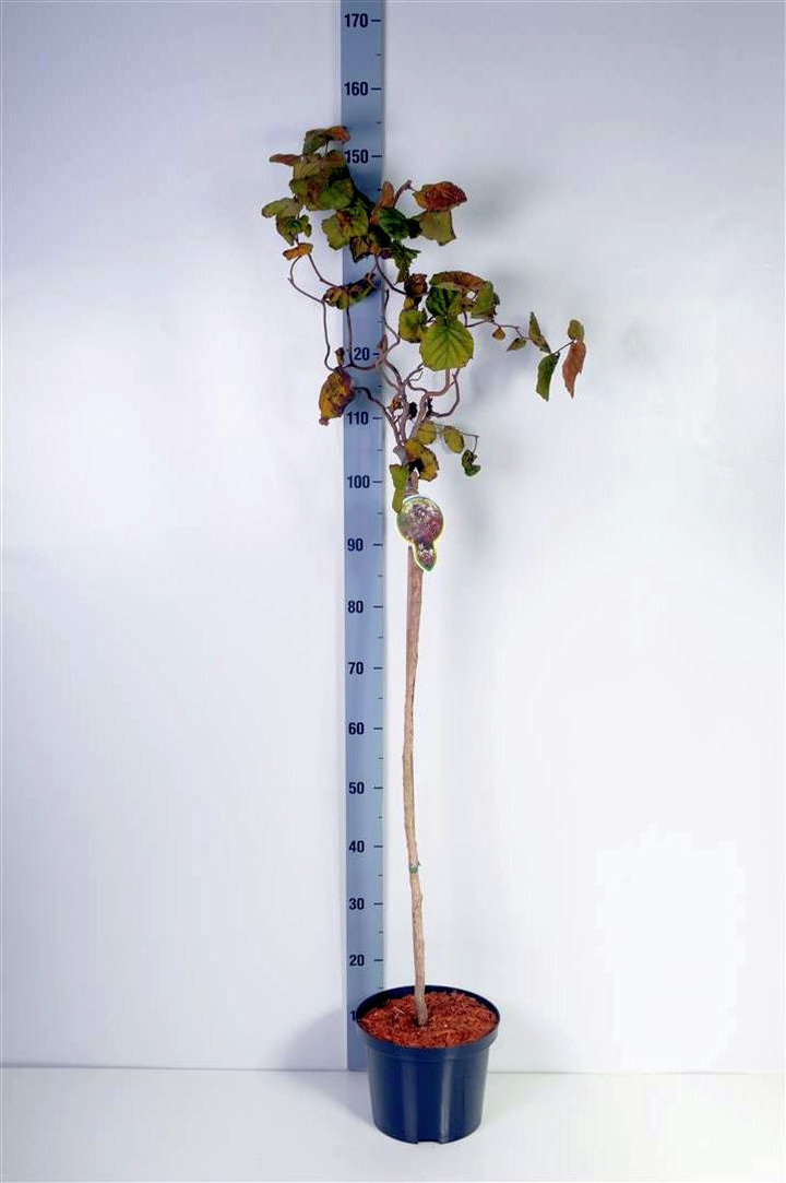 Paprastasis lazdynas (Lot Corylus a.) 'Red Majestic' C5/P23 KOTAS 80 CM 2YR | LAZDYNAI | MEDŽIAI