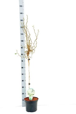 Paprastasis lazdynas (Lot Corylus a.) 'Twister' C5/P23 KOTAS 80 CM 2YR | LAZDYNAI | MEDŽIAI
