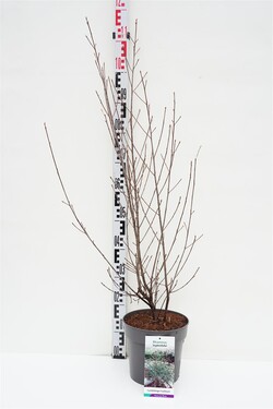 Šaltekšnis paprastasis (Lot Frangula a.) 'Aspleniifolia' C5/P23 60-80 CM | FREZIJOS | SVOGŪNINĖS GĖLĖS