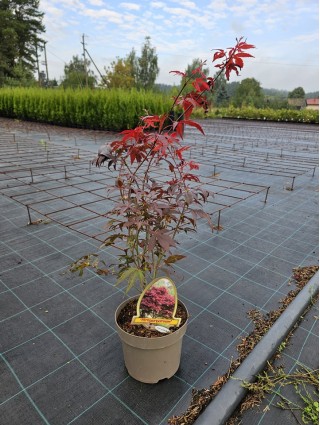 Klevas Plaštakiškasis (Lot Acer Palmatum) 'ATROPURPUREUM'-KLEVAI-MEDŽIAI