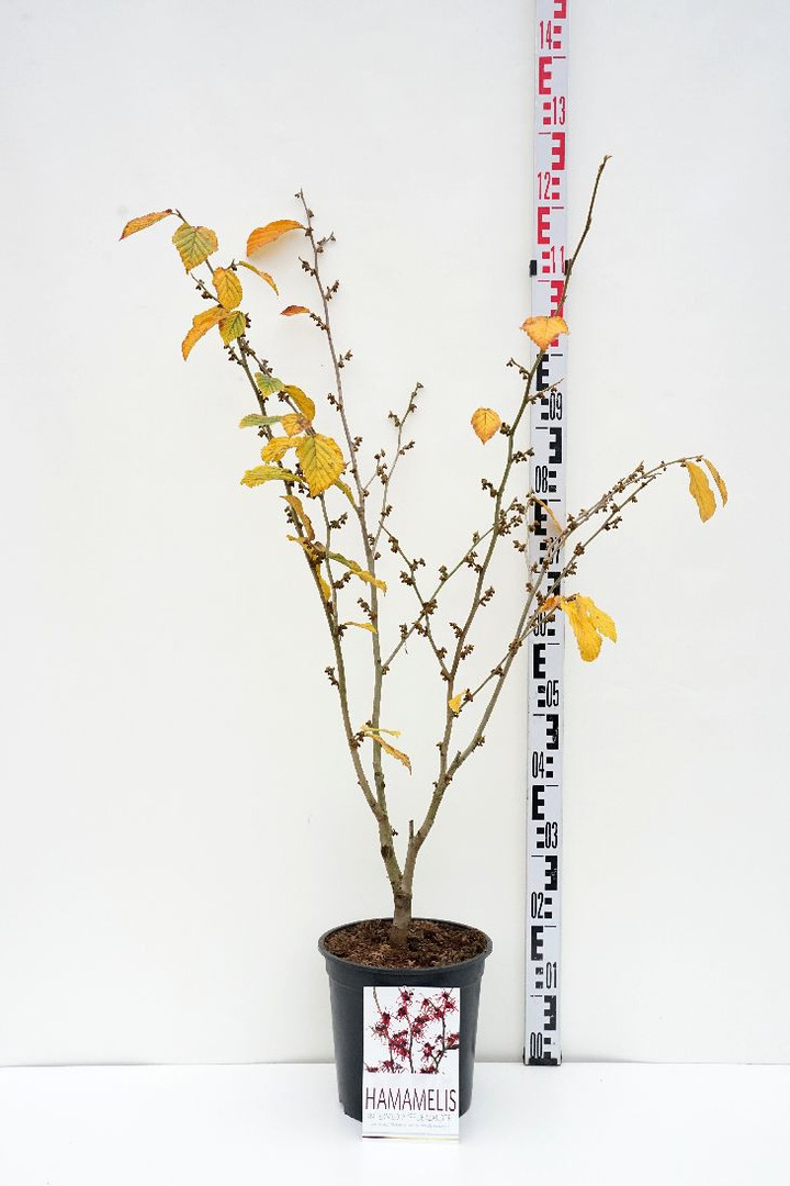 Hamamelis tarpinis (Lot Hamamelis int.) 'Feuerzauber' C5/P23 60-80 CM