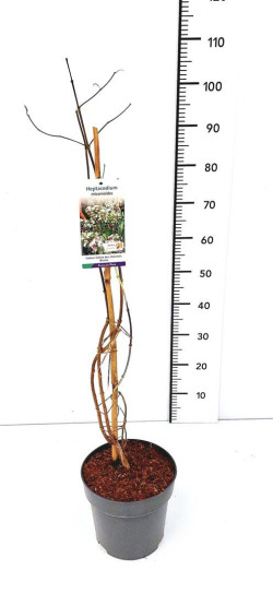 RUDENINĖ ALYVA (Lot Heptacodium miconioides) C5/P23 60-80 CM | ALYVOS | KRŪMAI