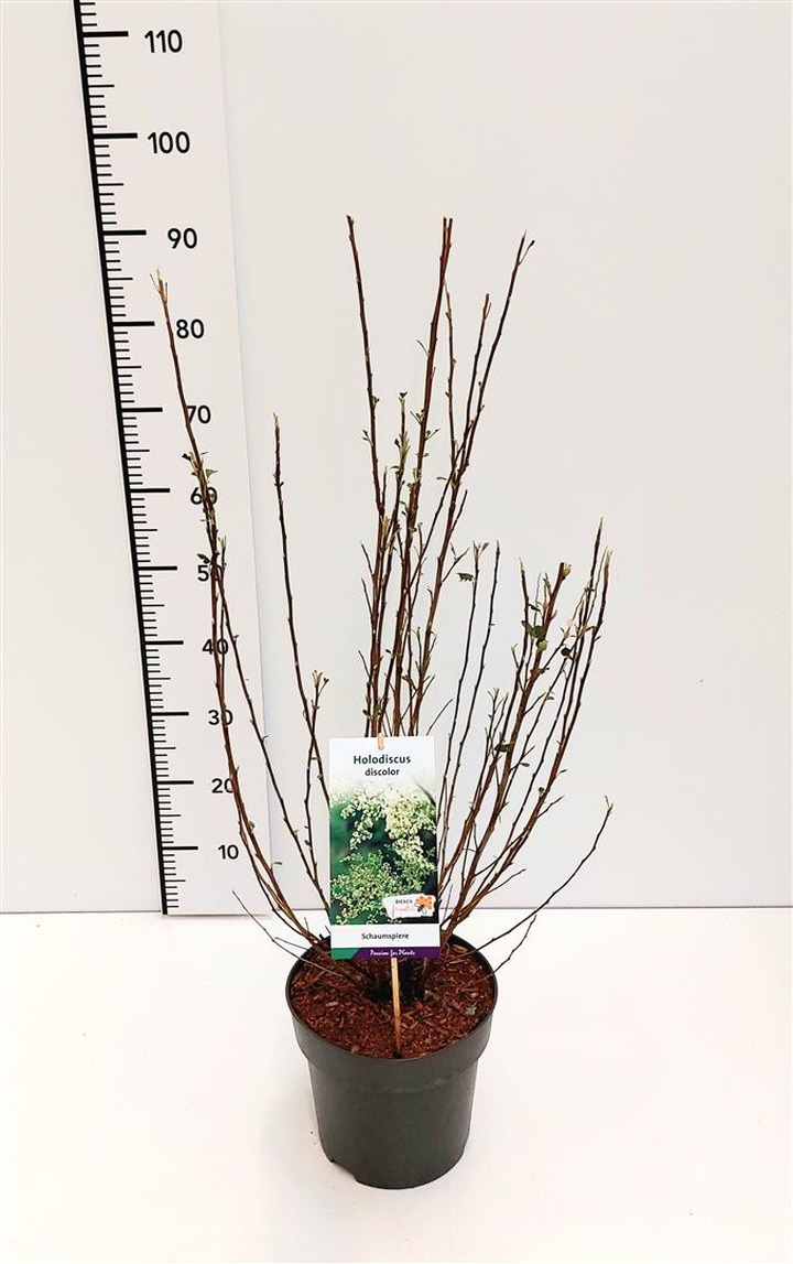 Įvairialapis lanksvūnas (Lot Holodiscus discolor)  C5/P23 60-80 CM