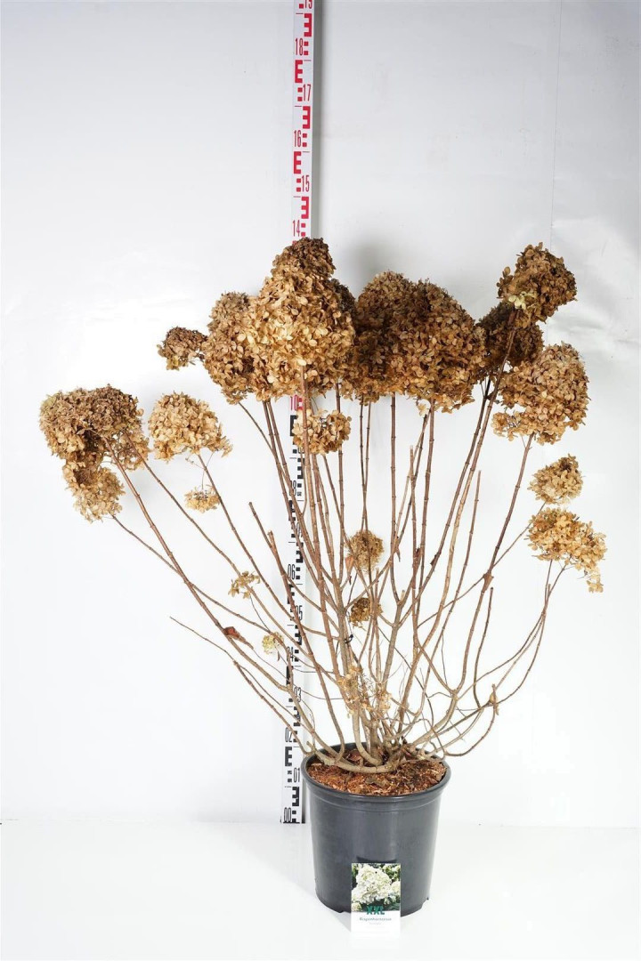 Šluotelinė hortenzija (Lot Hydrangea pan.) 'Limelight' C18 100-125 CM