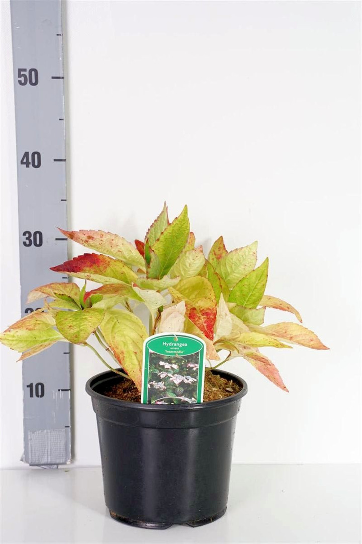 Krūminė hortenzija  (Lot Hydrangea serr.) 'Intermedia' C3/P19 20-25 CM