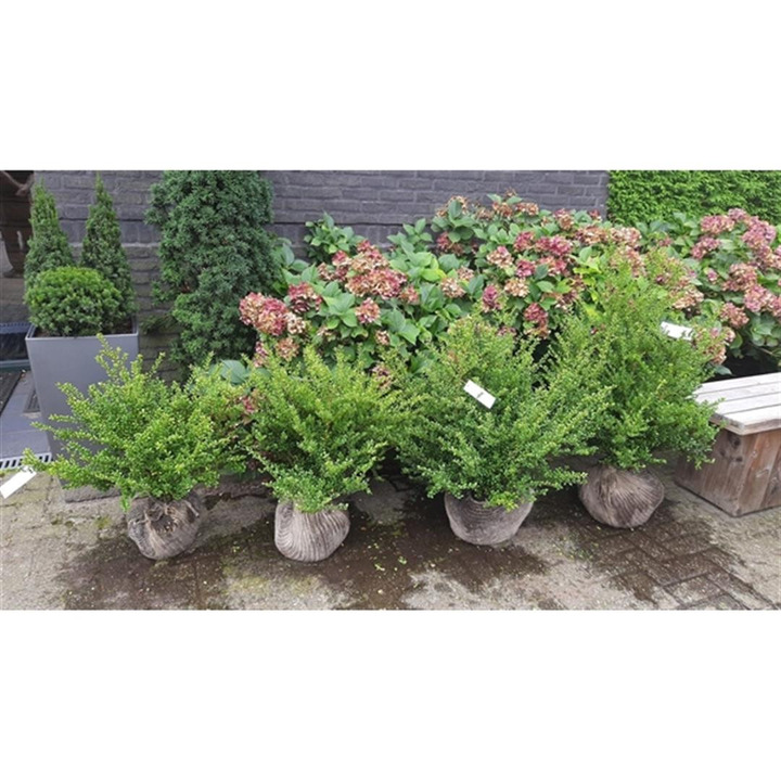 Rinčiuotasis bugienis (Lot Ilex cren.) 'Convexa' 60-80 CM RB | BUGIENIAI | KRŪMAI