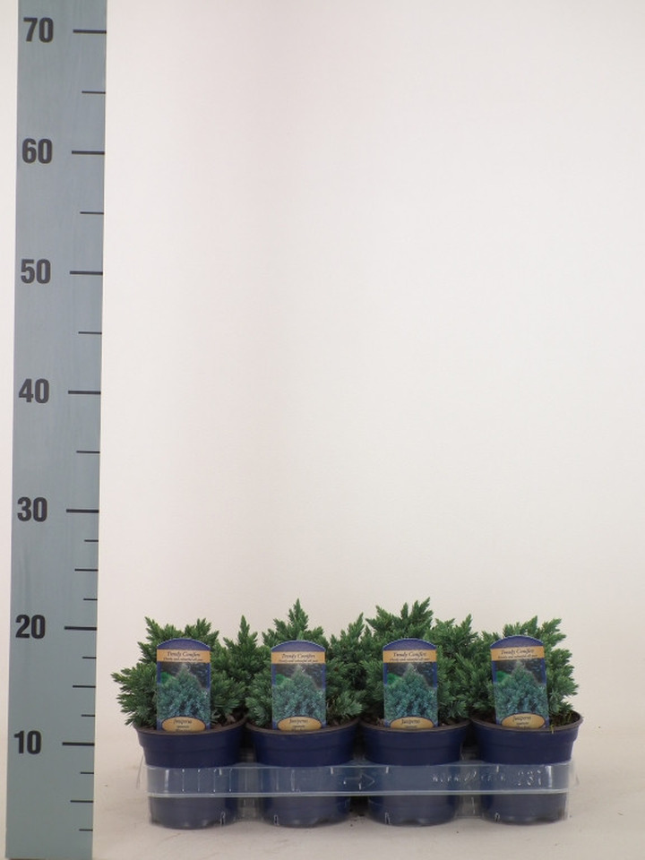 Kadagys žvynuotasis (Lot Juniperus squa.) 'Blue Star' P11 8-10 CM