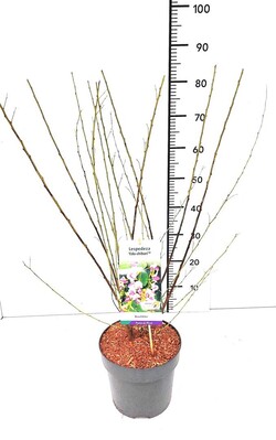 Raugeriškis lespedeza (Lot Lespedeza thunb.) 'Edo-shibori' C5/P23 60-80 CM