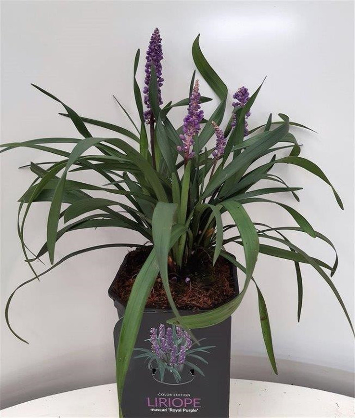 Žydrinė Laibūnė (Lot Liriope musc.) 'Royal Purple' C2/P17 25-30 CM | LAIBŪNĖS | SMILGOS - VARPINIAI AUGALAI