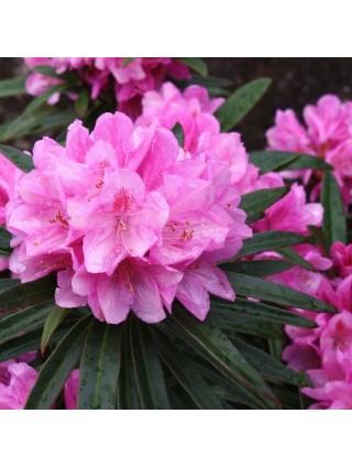 Rododendras (Lot Rhododendron) 'GRAZIELLA' PA80 C15-RODODENDRAI-KRŪMAI