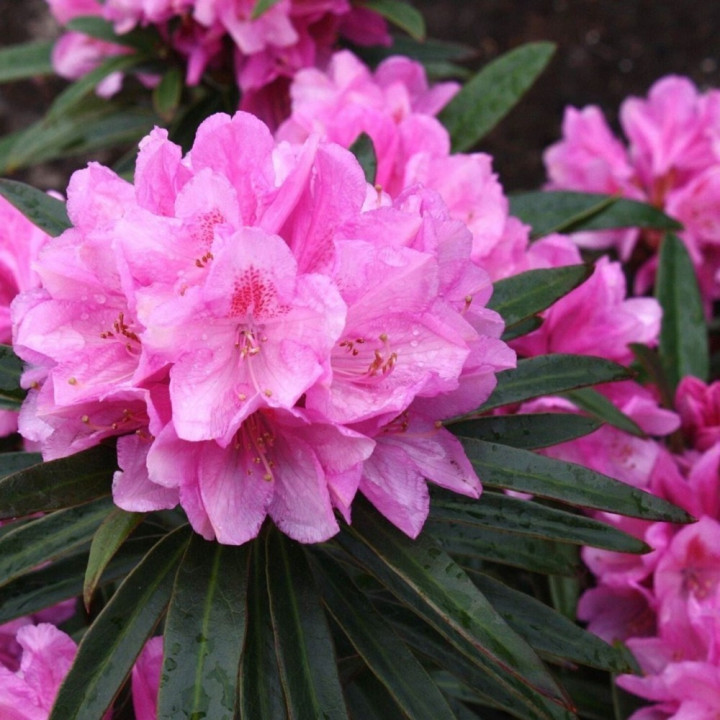 Rododendras (Lot Rhododendron) 'GRAZIELLA' PA80 C15-RODODENDRAI-KRŪMAI