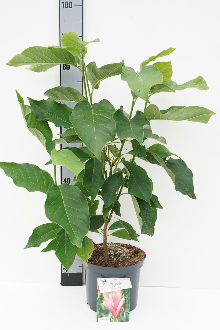 Magnolija (Lot Magnolia) 'Heaven Scent' C5/P23 50-70 CM | MAGNOLIJOS | KRŪMAI