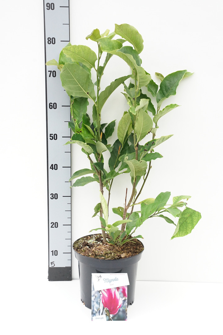 Magnolija (Lot Magnolia) 'Ricki' C5/P23 50-70 CM | MAGNOLIJOS | KRŪMAI