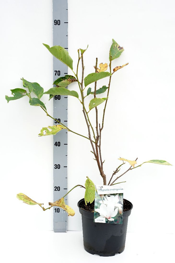 Magnolija sulanžo (Lot Magnolia soul.) 'Alba Superba' C5/P23 50-70 CM | MAGNOLIJOS | KRŪMAI
