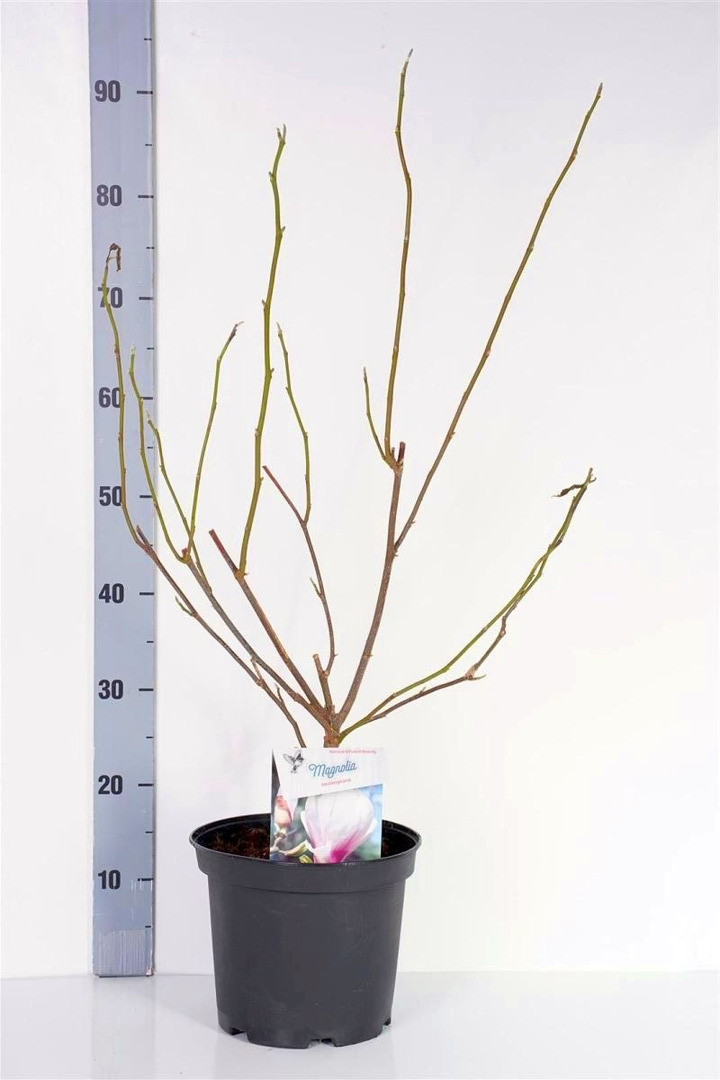 Magnolija sulanžo (Lot Magnolia soulangeana) C5/P23 50-70 CM | MAGNOLIJOS | KRŪMAI