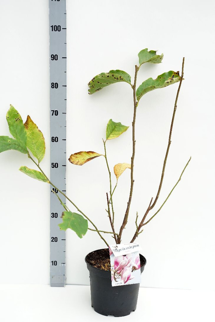 Magnolija sulanžo (Lot Magnolia soul.) 'Superba' C5/P23 50-70 CM | MAGNOLIJOS | KRŪMAI
