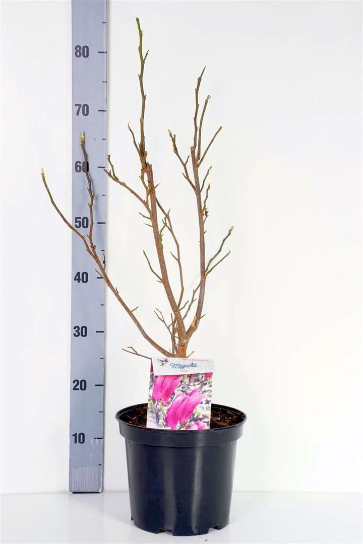 Magnolija (Lot Magnolia) 'Susan' C5/P23 50-70 CM | MAGNOLIJOS | KRŪMAI