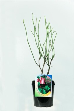 Magnolija (Lot Magnolia) 'Susan' C2/P17 30-40 CM