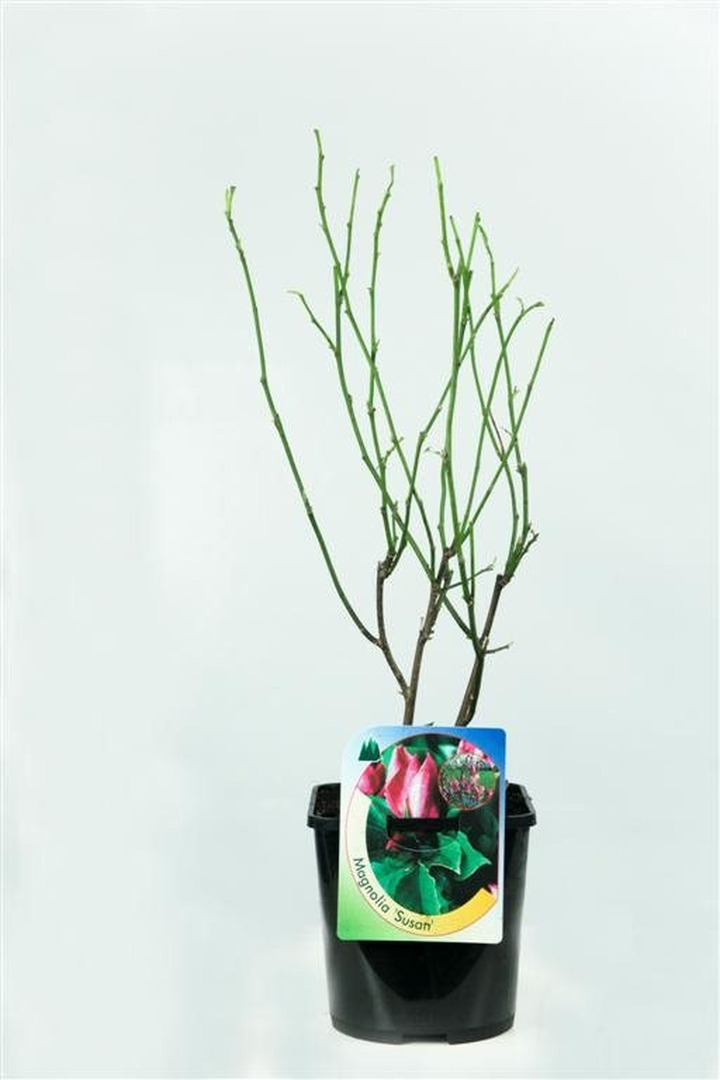Magnolija (Lot Magnolia) 'Susan' C2/P17 30-40 CM
