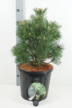 Pušis kalninė (Lot Pinus mugo) 'Columbo' C13 40-50 CM